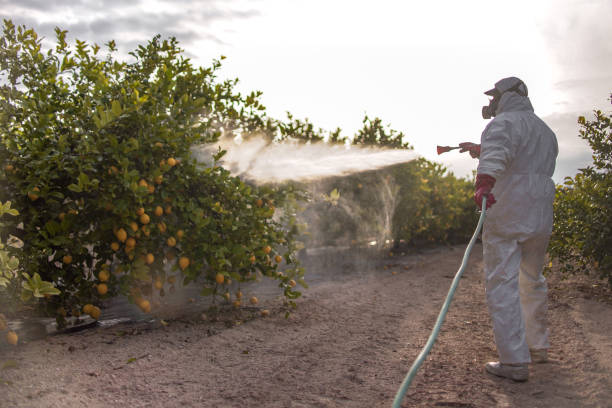 Best Mosquito Control Services  in Camp Swift, TX
