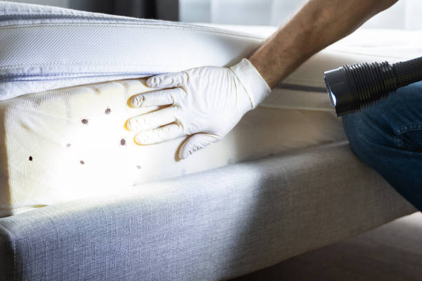 Best Affordable Pest Control Services  in Camp Swift, TX
