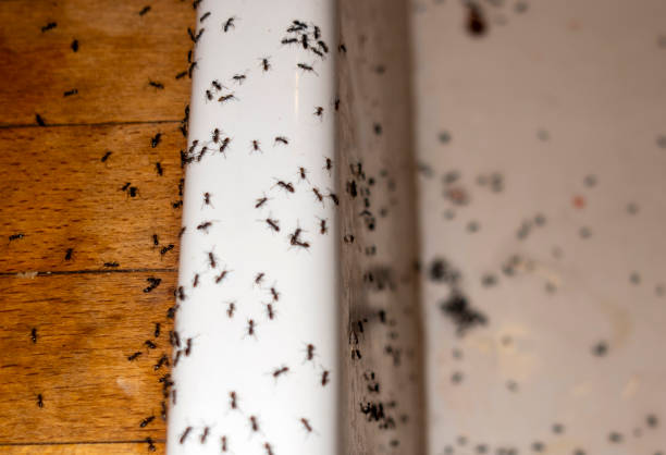 Pest Control for Restaurants in Camp Swift, TX