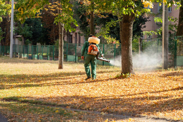 Best Termite Control Services  in Camp Swift, TX