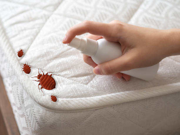 Best Local Pest Control Services  in Camp Swift, TX